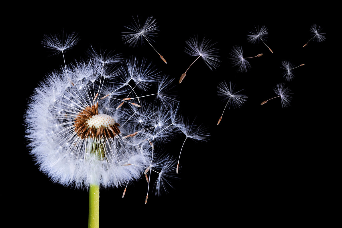 acrylic-print-dandelion-blowing