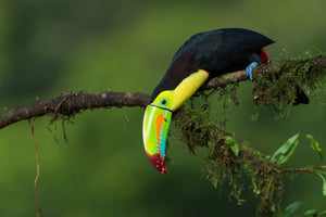 modern-3-piece-canvas-print-the-colors-of-costa-rica