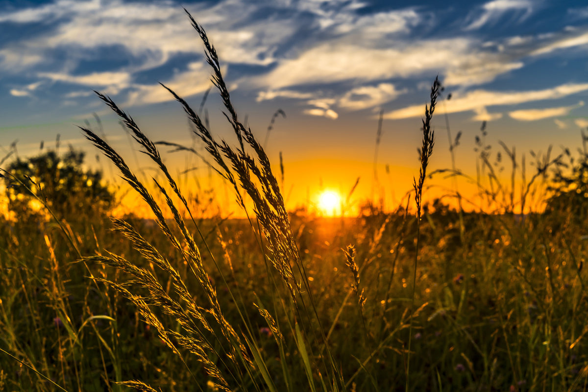 acrylic-print-the-sunset-on-the-field