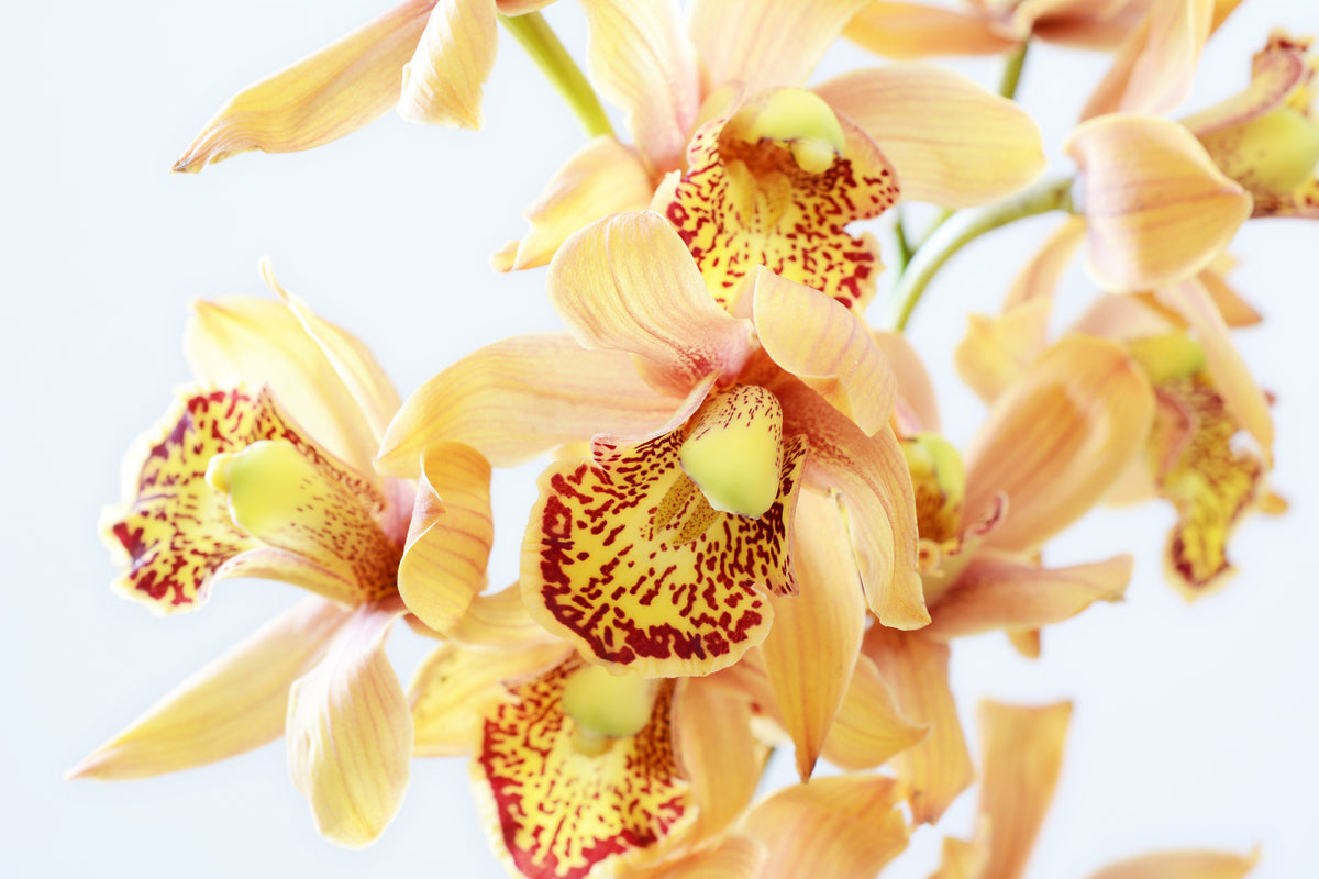 framedposter-print-yellow-orchid