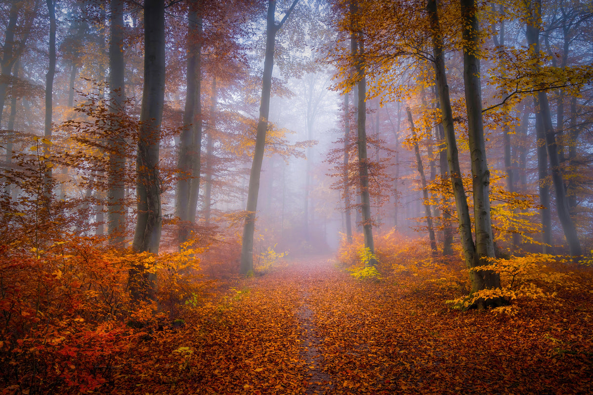 acrylic-print-october-trail-x