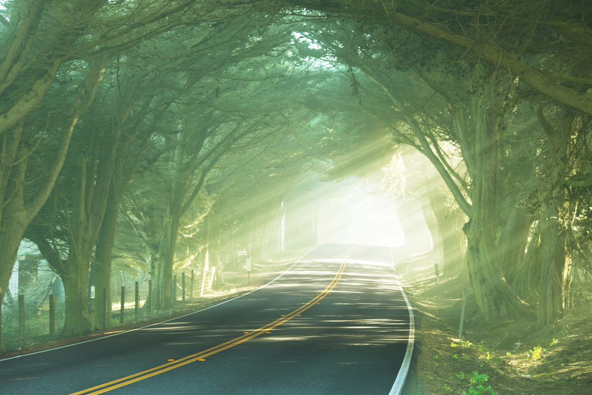 framedcanvas-print-the-avenue
