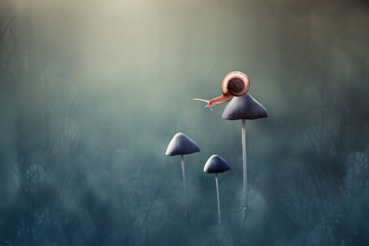framedposter-print-lonely
