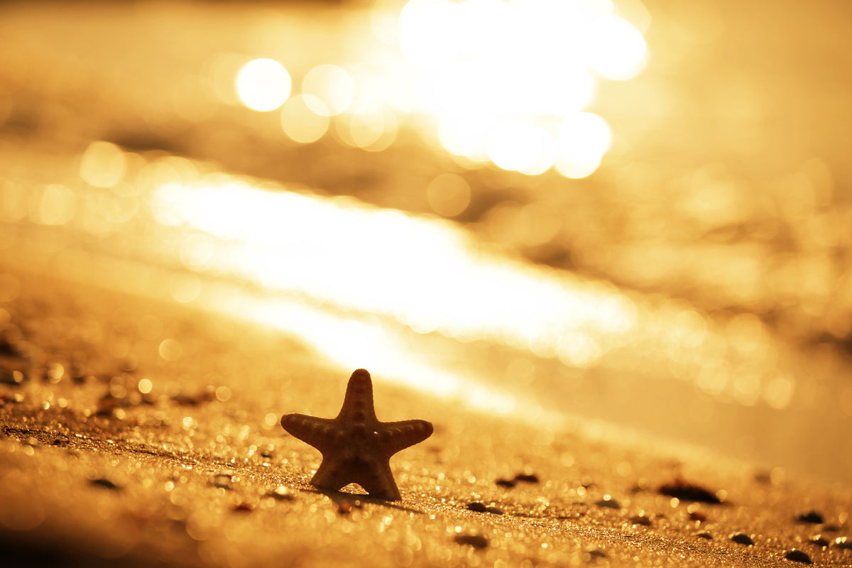 modern-3-piece-acrylic-print-the-starfish