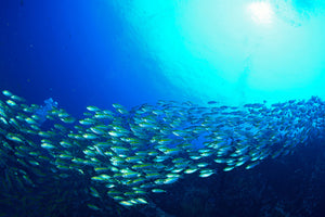 3-piece-acrylic-print-shoal-of-fish