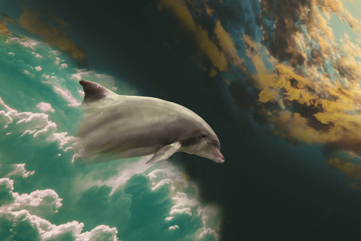canvas-print-fascination-dolphin