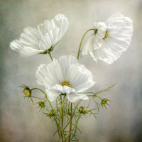 4-piece-aluminium-print-cosmos-charm