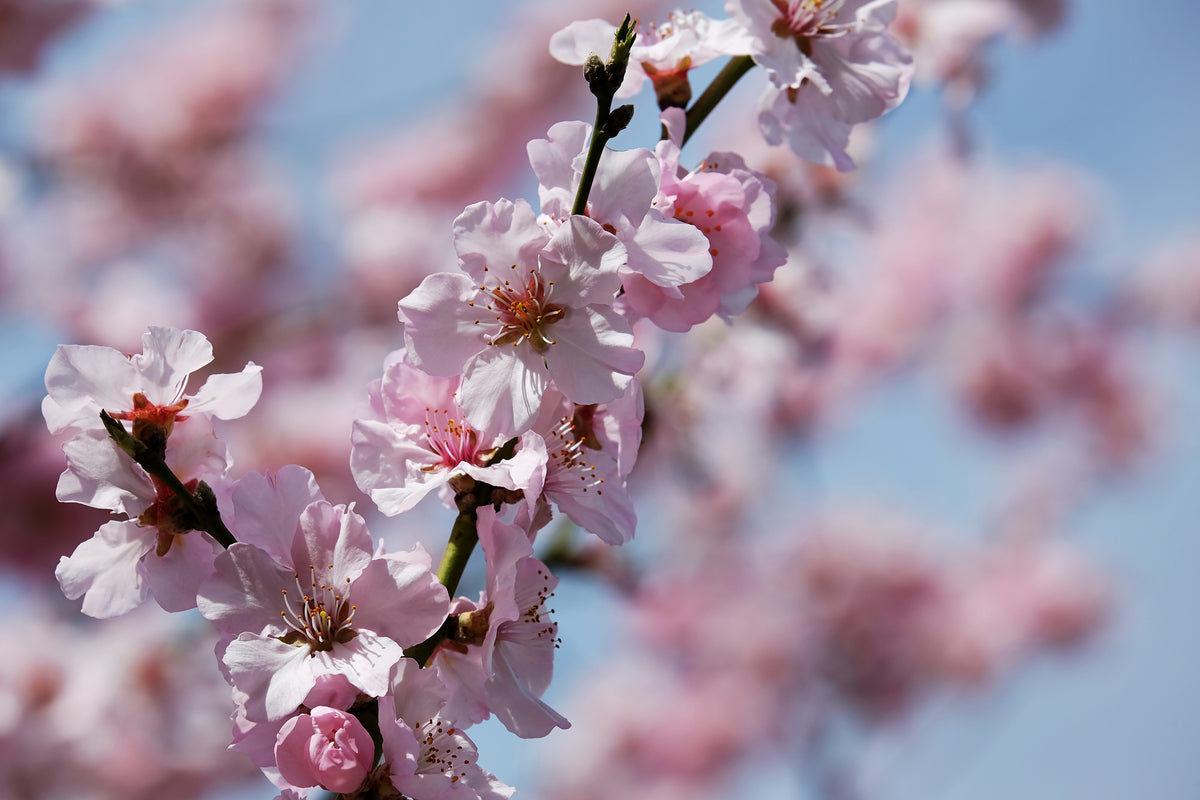 framedposter-print-japanese-cherry-tree-close-up