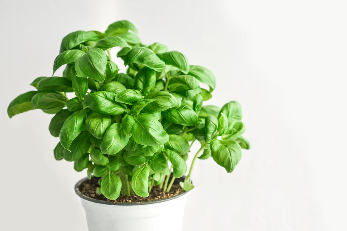 3-piece-aluminium-print-basil-in-the-pot