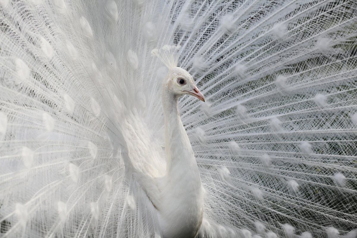 aluminium-print-as-white-as-snow