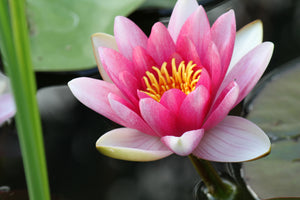 canvas-print-the-water-lily-in-pink