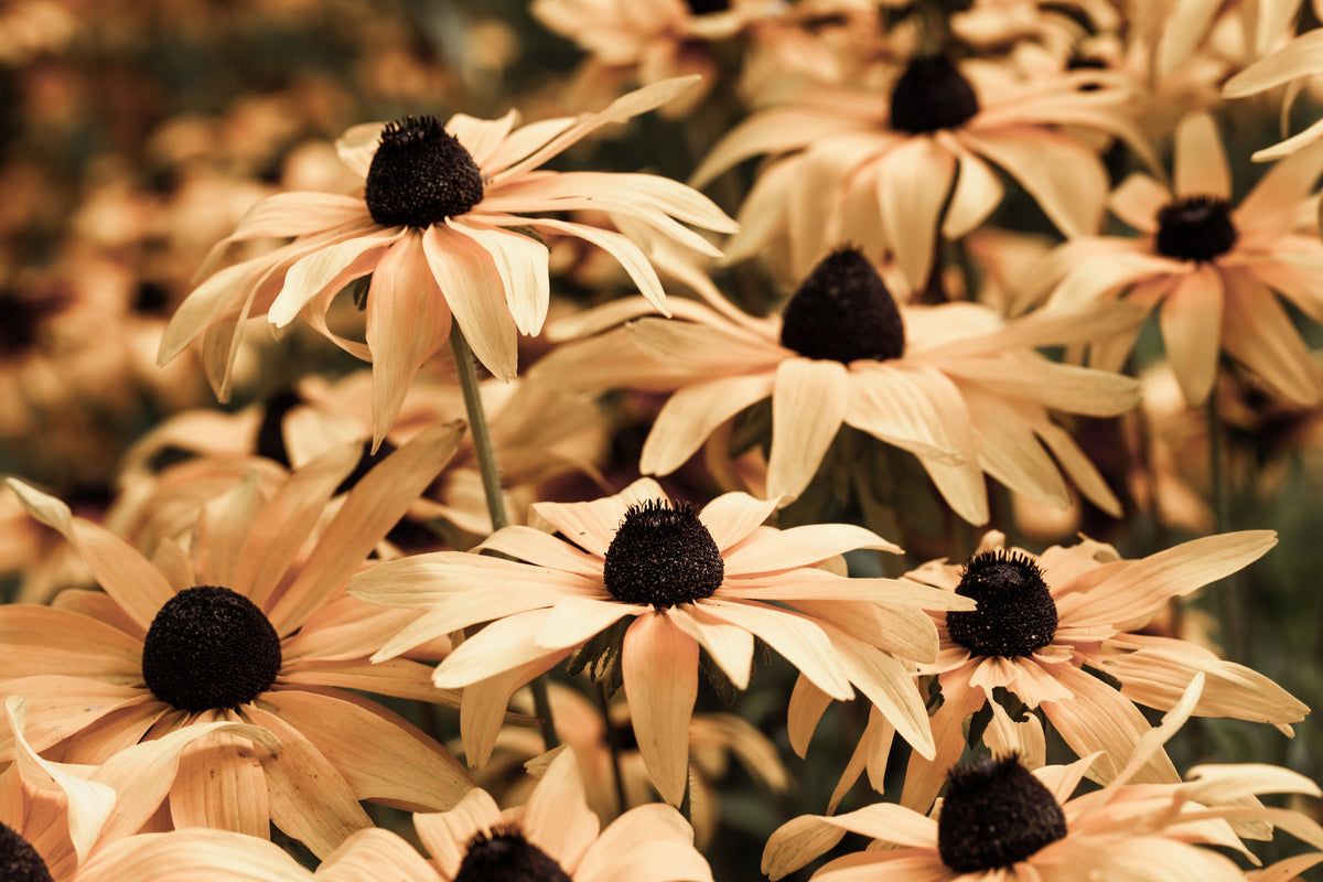 aluminium-print-daisies-in-sepia