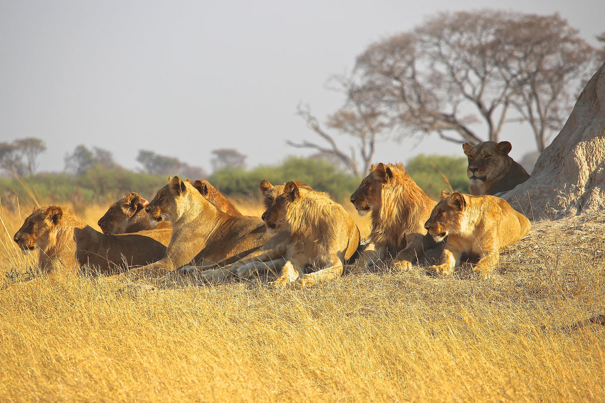 framedposter-print-lion-family
