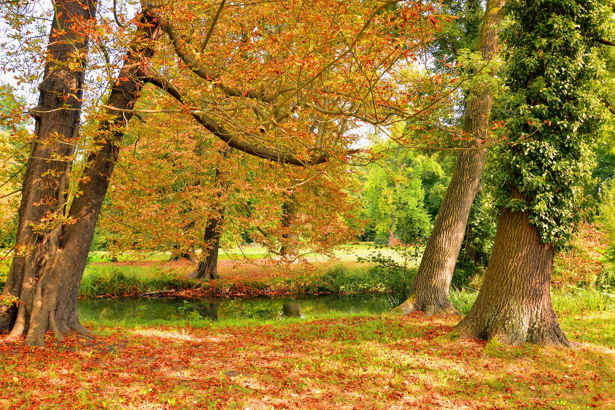 3-piece-canvas-print-in-the-middle-of-autumn-trees