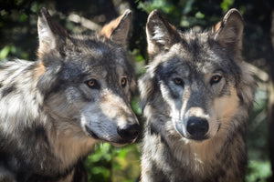 poster-print-2-wolves