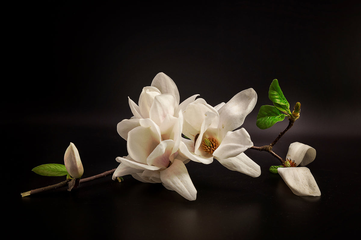 poster-print-magnolia