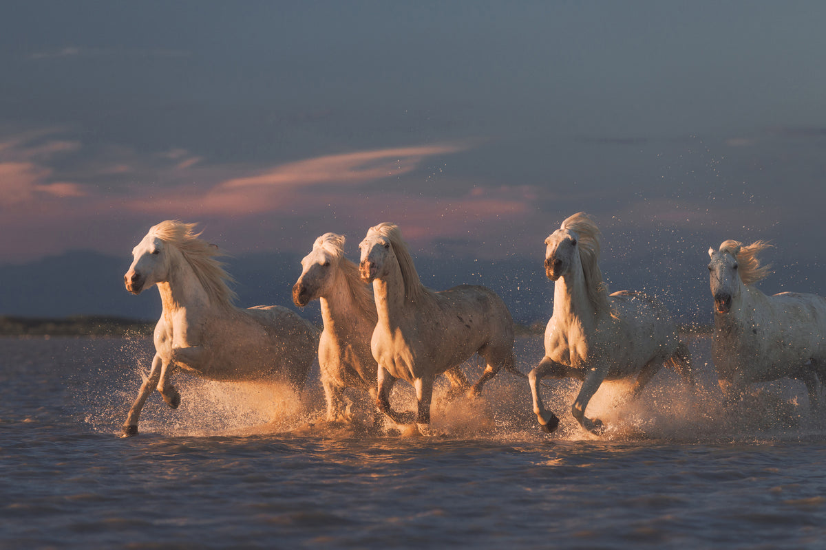 aluminium-print-camargue-horses-on-sunset-xve