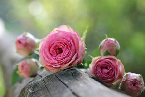 3-piece-acrylic-print-bush-roses
