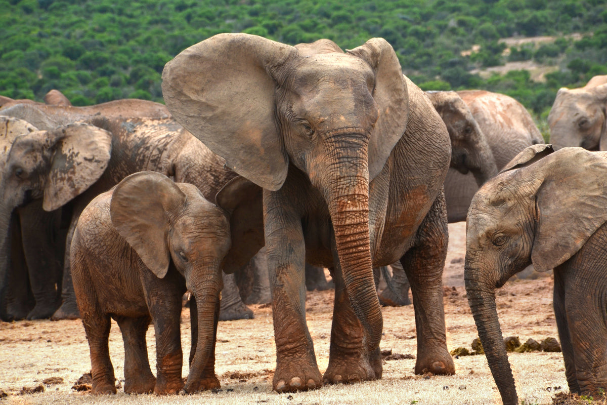 aluminium-print-elephant-herd-in-africa