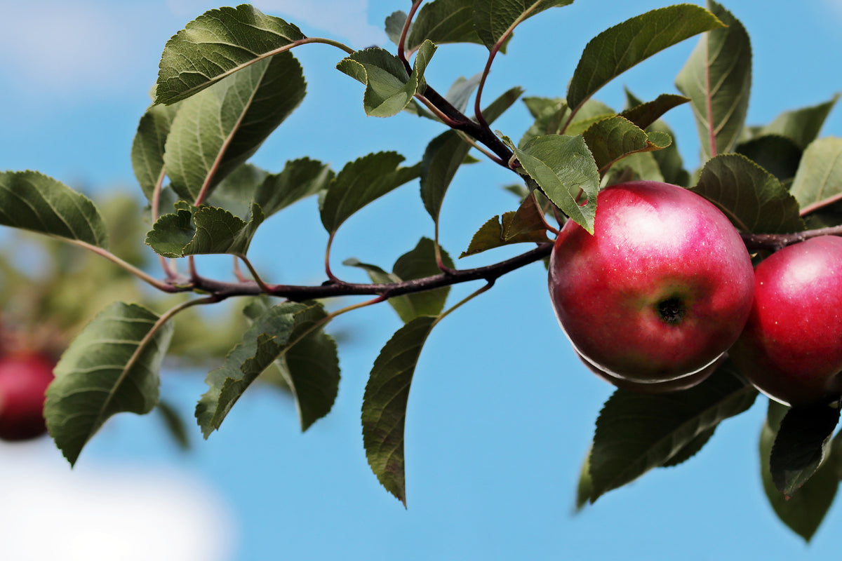 modern-3-piece-canvas-print-apple-on-the-tree