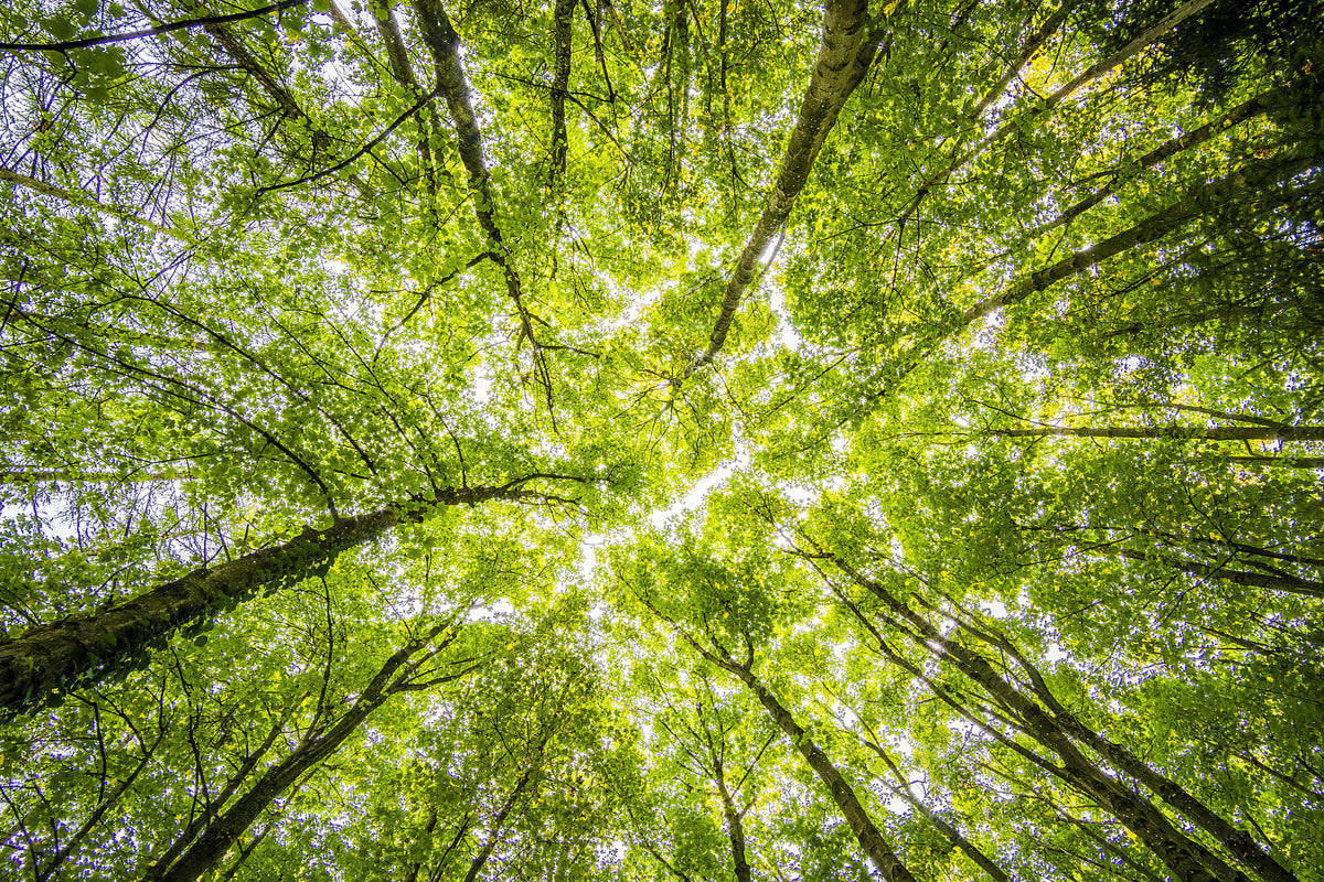 canvas-print-under-the-treetops