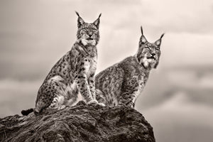 framedposter-print-two-lynx-on-rock
