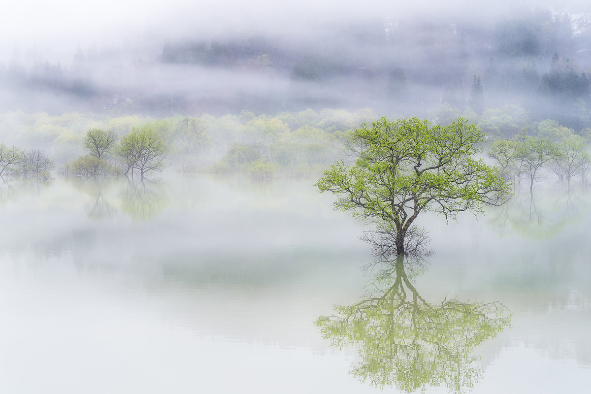 acrylic-print-dreamy-tree-x
