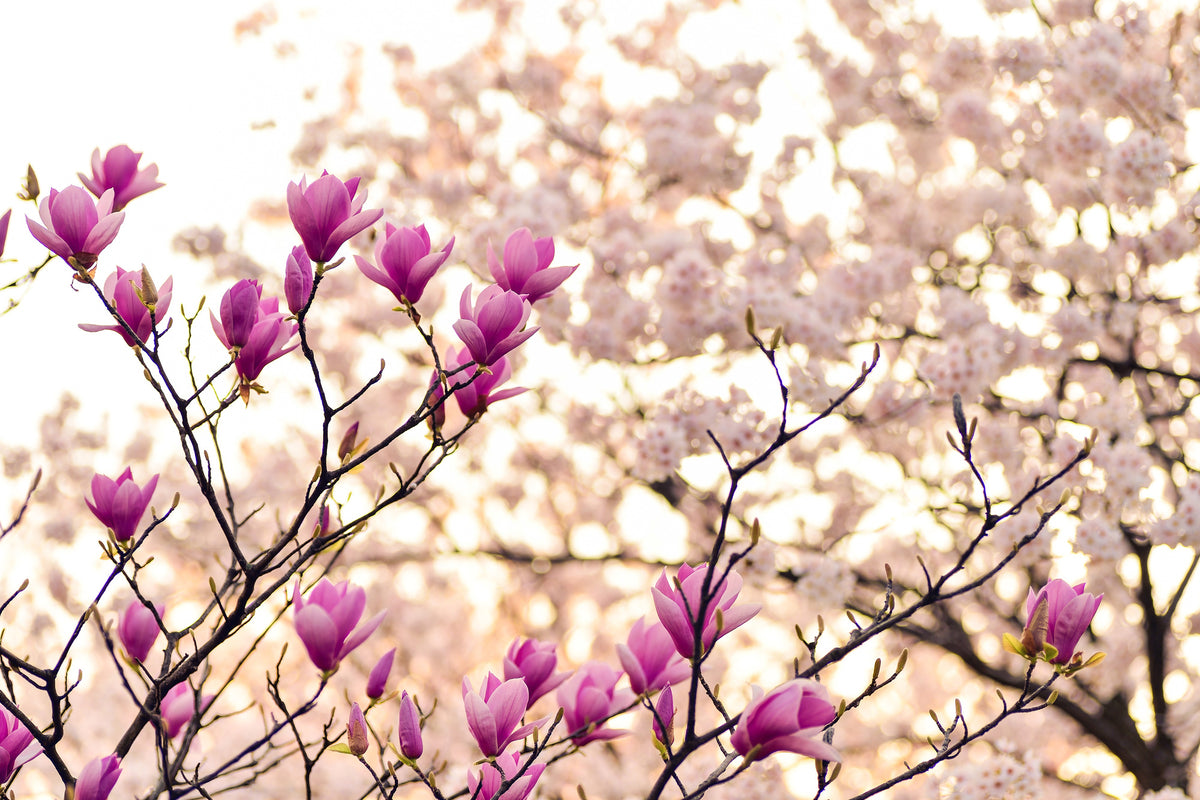 modern-3-piece-acrylic-print-beautiful-magnolia-xl