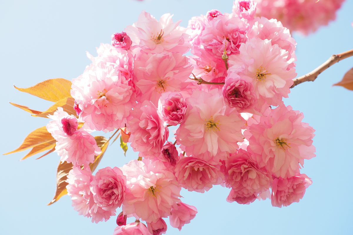 framedposter-print-the-cherry-blossoms