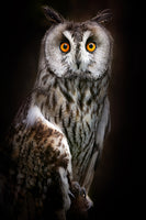 acrylic-print-longeared-owl-portrait-x