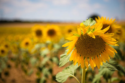 poster-print-a-sunflower-in-the-field
