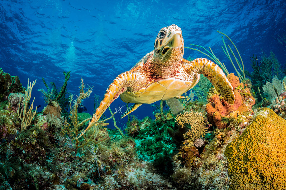 framedposter-print-turtle-in-the-reef