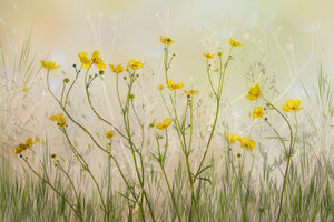 framedposter-print-good-morning-xid