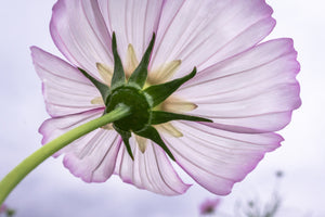 aluminium-print-the-cosmos-flower