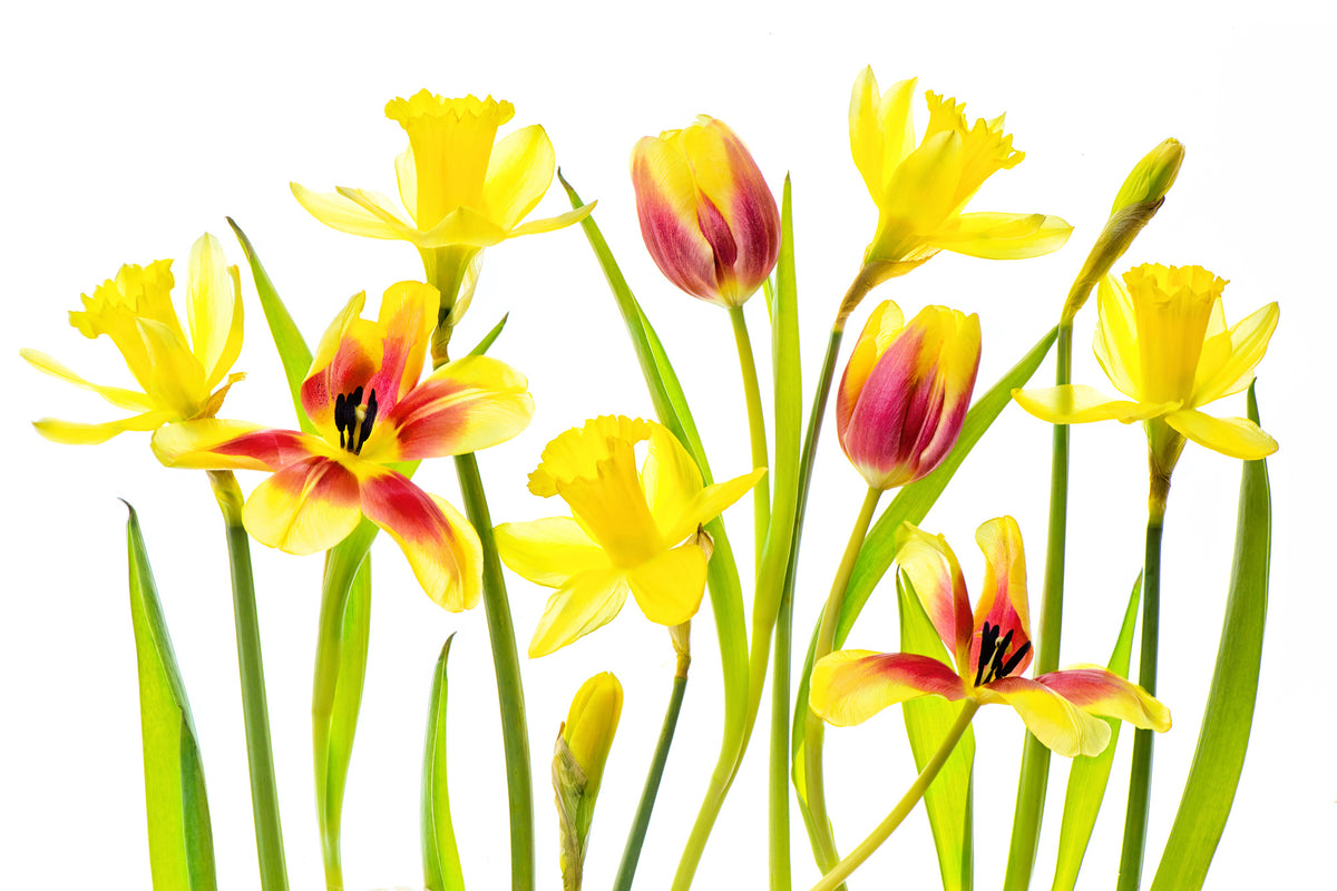 framedposter-print-vibrant-spring-x