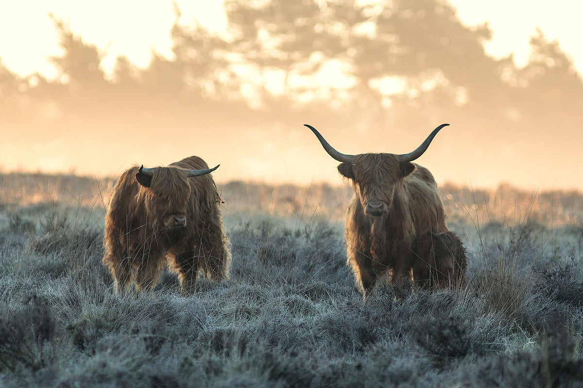poster-print-three-highlanders-x