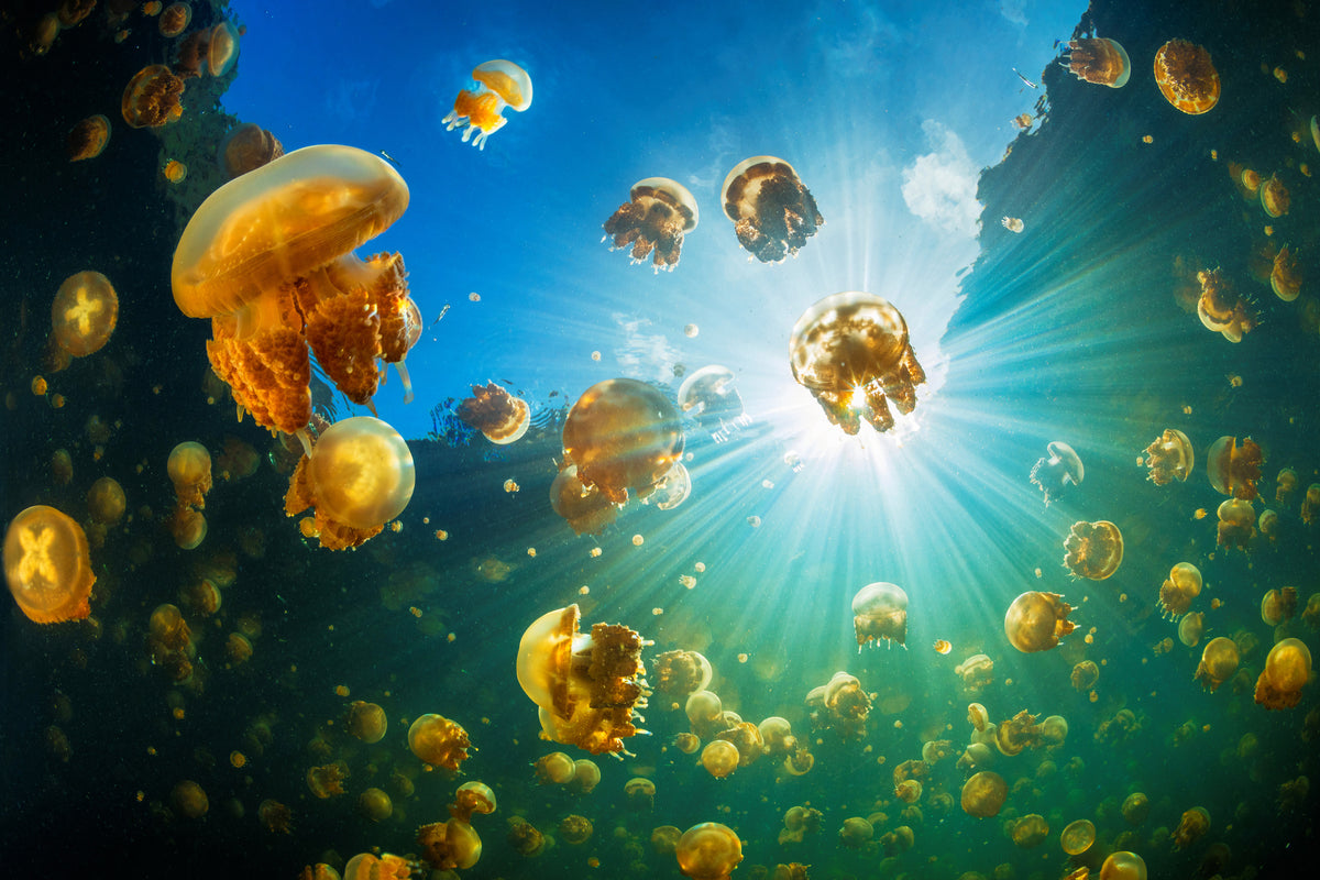aluminium-print-sunlight-and-jellyfish-x