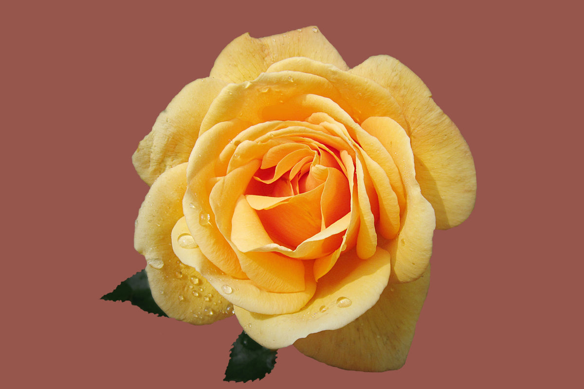 aluminium-print-rose-in-yellow-xxl