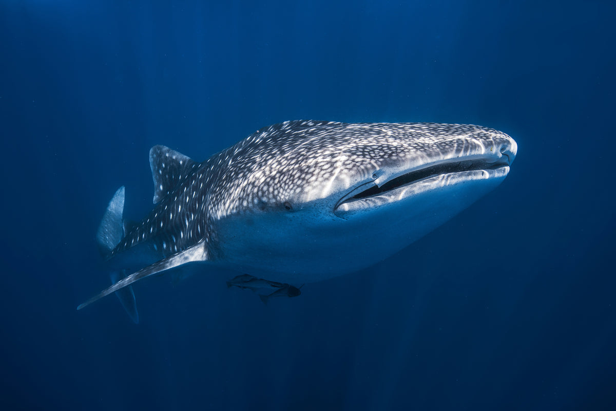 aluminium-print-whale-shark