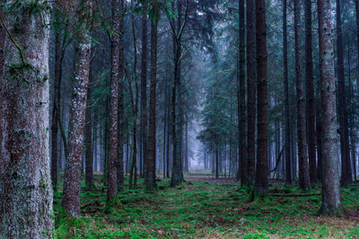 poster-print-fir-trees-forest