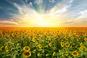 3-piece-acrylic-print-a-field-full-of-sunflowers