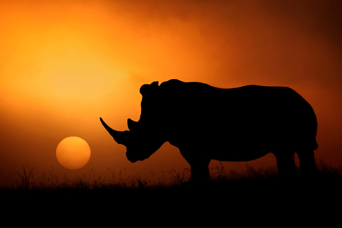 modern-3-piece-aluminium-print-rhino-sunrise