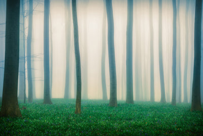 poster-print-daydreaming-of-bluebells-x