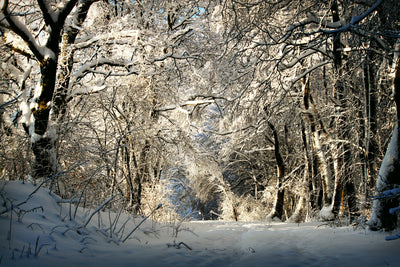 poster-print-a-winter-dream