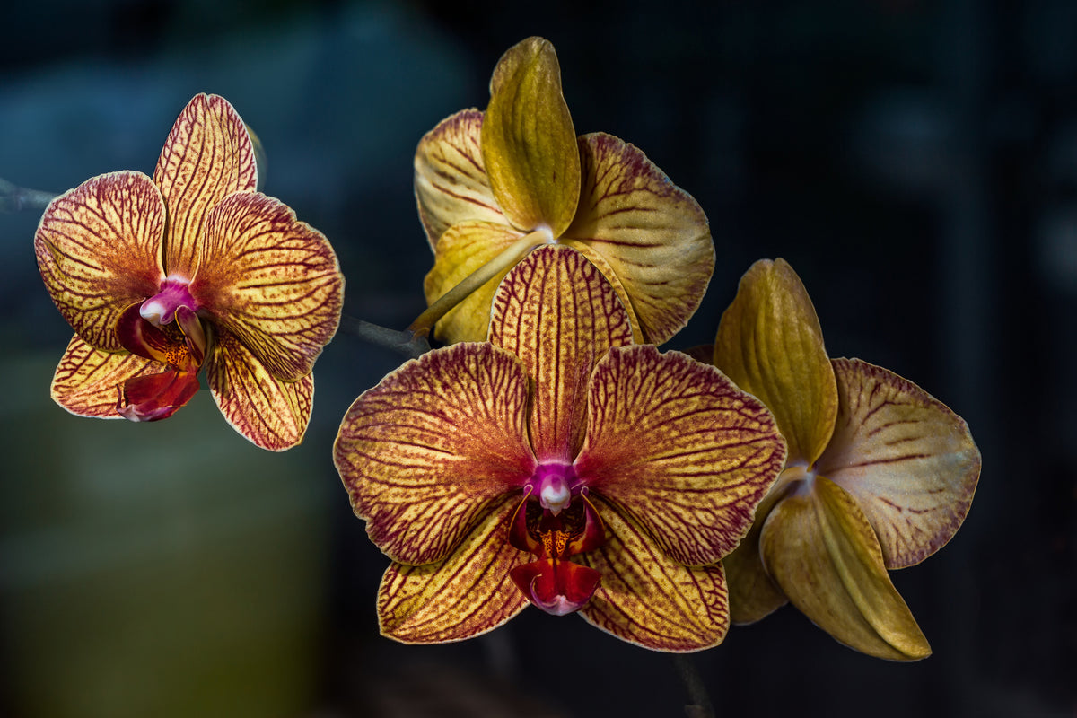3-piece-canvas-print-orchidaceae