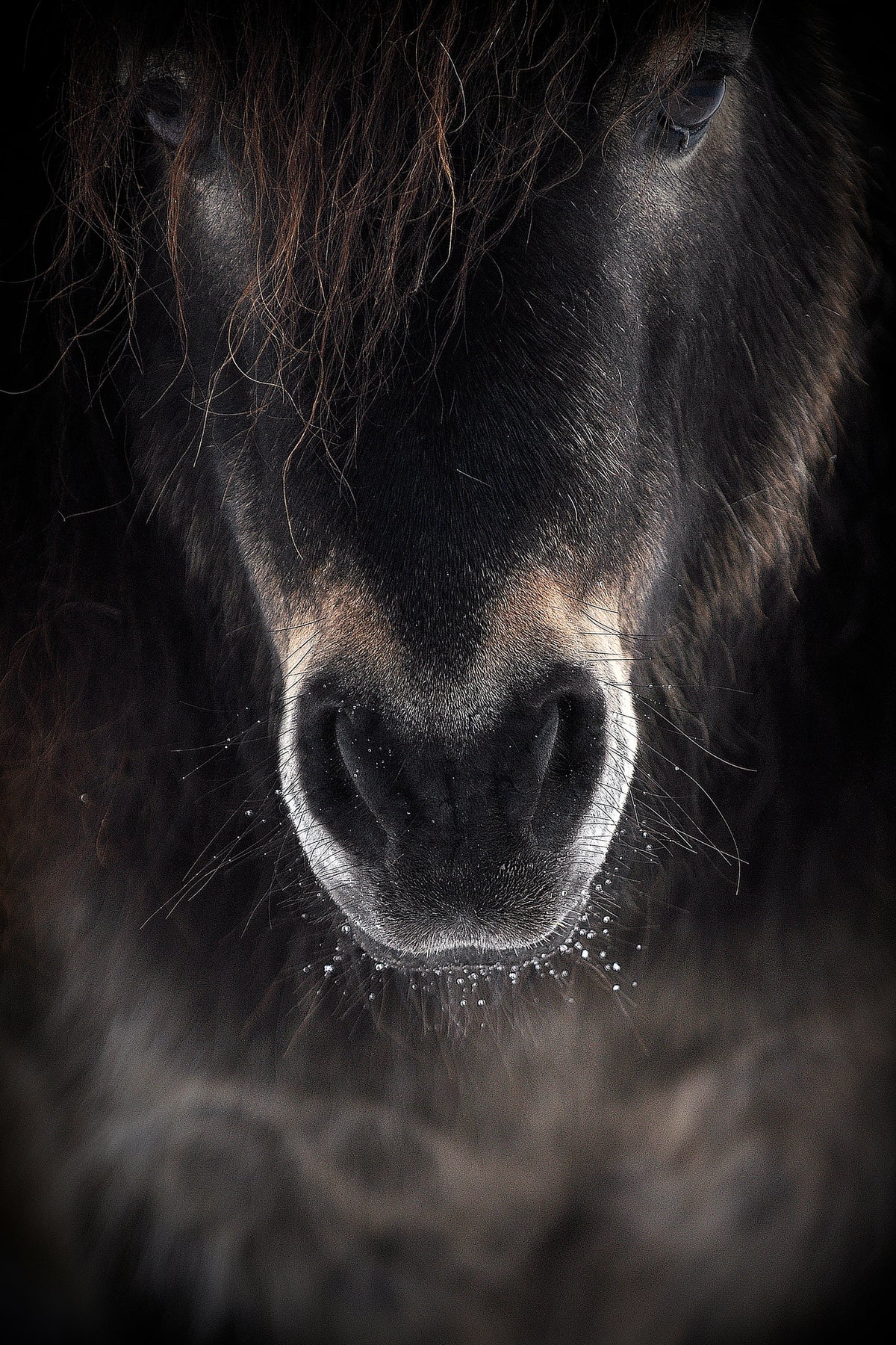 acrylic-print-ulysses-x