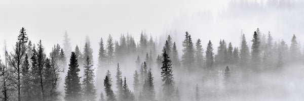 panoramic-aluminium-print-foggy-forest-panorama