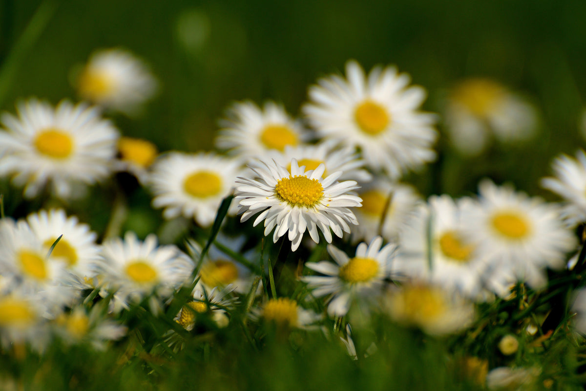 3-piece-canvas-print-daisies-xl-ii