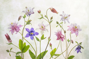 3-piece-acrylic-print-columbine
