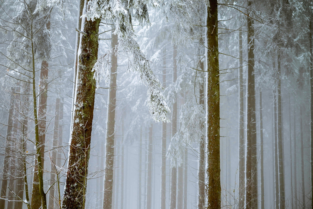 framedposter-print-forest-in-winter